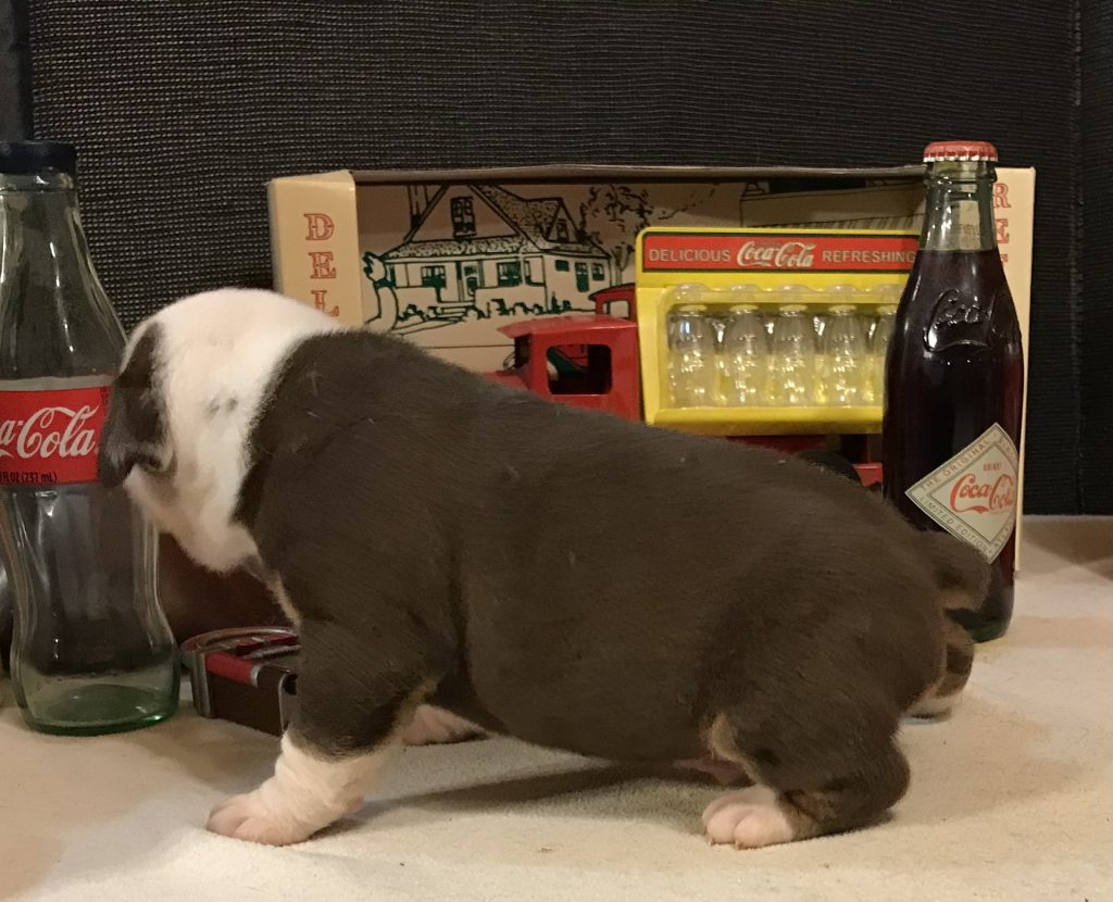 6D0D24AD-01EA-48F0-A009-D7F7B2F8E2BD - RJ's Bulldogge Heaven